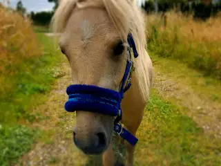 Sød hingst sælges