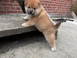Shiba drenge 