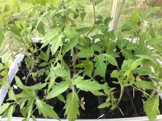Tomatplanter, peberfrugt og chili planter