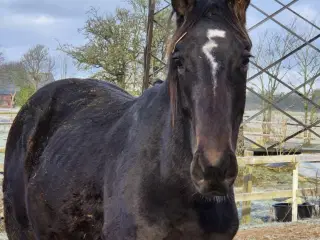 Særdeles lovende og velgående hingsteplag.