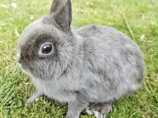 Ægte hermelin kanin sælges 