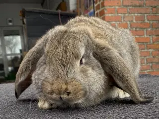 FRANSK VÆDDER HUN VILDTGRÅ