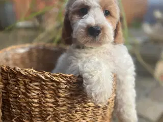 Cockapoo