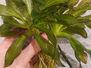 Planter til akvarium, b: 27 h: 20, Echinodorus uru