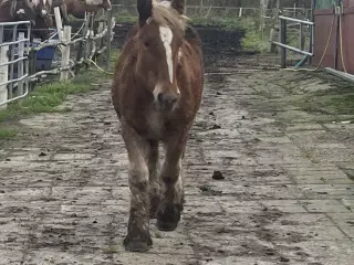 Jydsk hest hoppeføl 