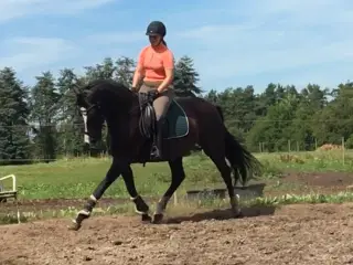 Dejlig velgående palomino 