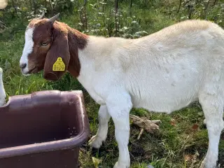 Boer gimmer