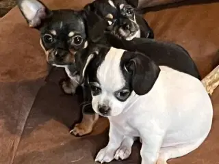 Chihauhau hvalpe sælges. 