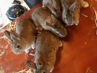 Hermelin/dværg kaninunger til salg