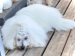 Coton de Tulear med DKK stamtavle