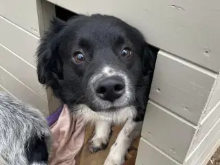 Vax søger en familie❤️