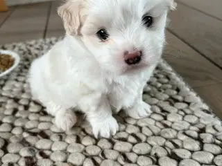 Hundehvalp boomer (shih szu & Malteser). 