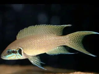 Cichlide Neolamprologus Brichardi