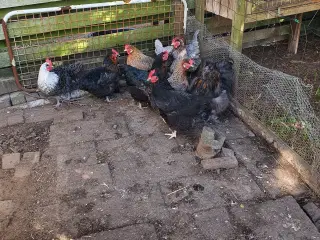 8 høns og 1 hane og 100 kg foder 