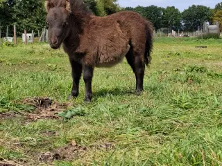 Sødeste miniature hoppeføl
