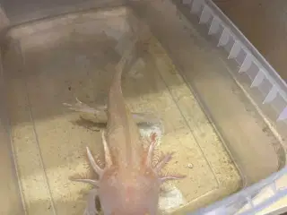 Axolotl unger
