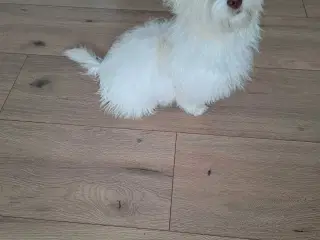 Bichon havanaise Hundehvalp