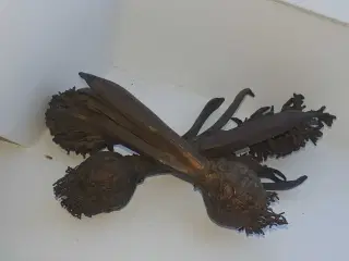 Irret hyracint
