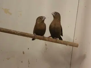 sølvnæb
