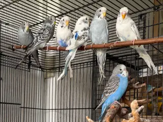 Australske undulat unger