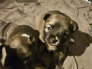 Islandsk fårehunde hvalpe