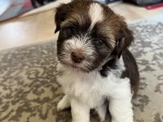 Bichon Havanais hvalp hun Stella sælges. 6 uger