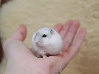 Dværg hamster 