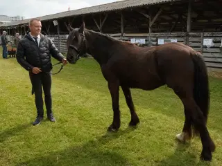 Welsh partbred sælges