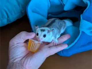 Sugar Glider (Korthovedet flyvepungegern)