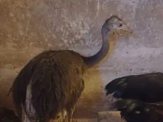 Nandu struds