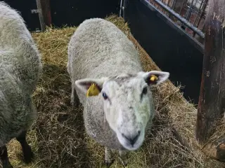 Texel får fra februar 24
