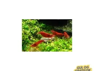 Red Cherry rejer, 15 styk