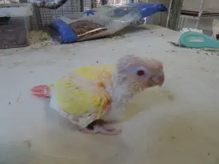 Grønkindet Conure, mutation.