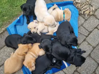 Labrador hvalpe, 1 sort tæve og 1 gul han