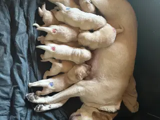 Labrador hvalpe