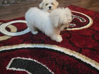 Bichon malteser søger nyt hjem 