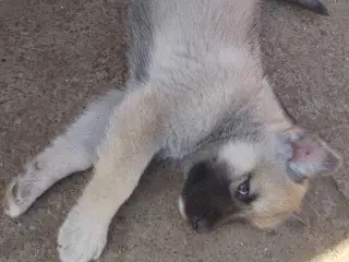 Alaska Malamute Chow Chow tjekkiske ulvehund husky