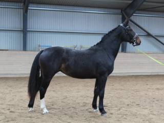 oldenborg hoppe
