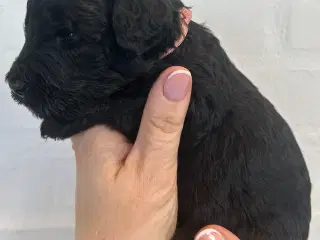 Goldenlabradoodle Hubert