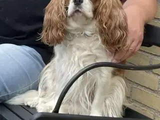 Omplacerings hunde/ cavaleir King Charles spaniel