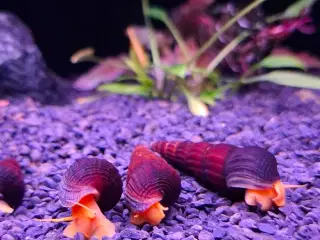 Sulawesi akvarie snegl 