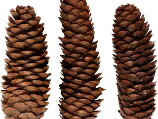 Ægte Grankogler til Dekoration - 100g, 40mm