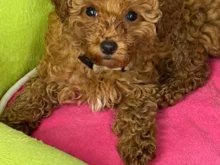 Maltipoo  få rejseklar