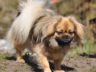 Tibetansk Spaniel - pige 22 mdr.