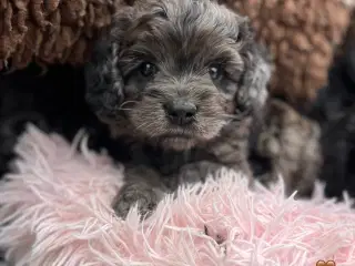 Merlefarvet Cockapoo 