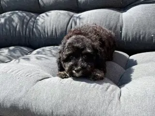 Cavapoo babyer må rejse nu