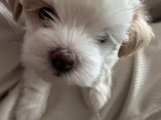 Maltipoo hvalpe - nye billeder