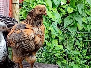 Brahma kyllinger varmefrie 