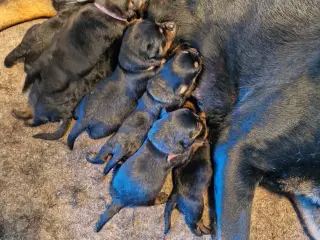 Rottweilerhvalpe