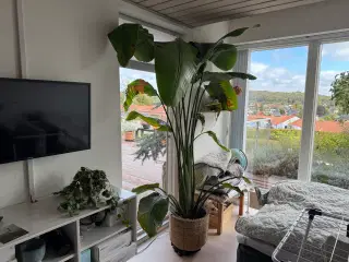 Stor Srelizia Palme 